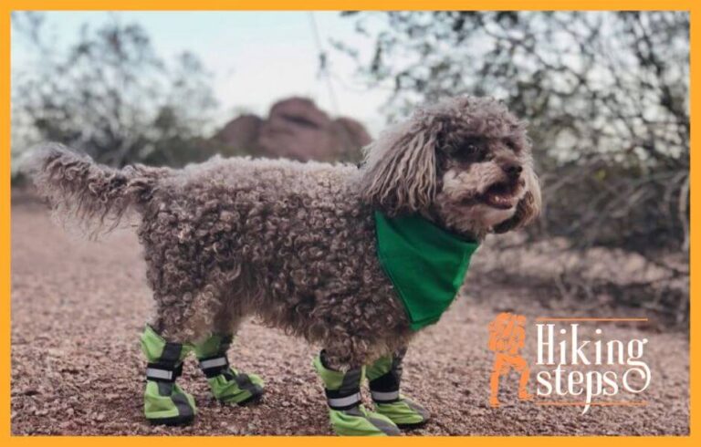 Do Dogs Need Hiking Boots?