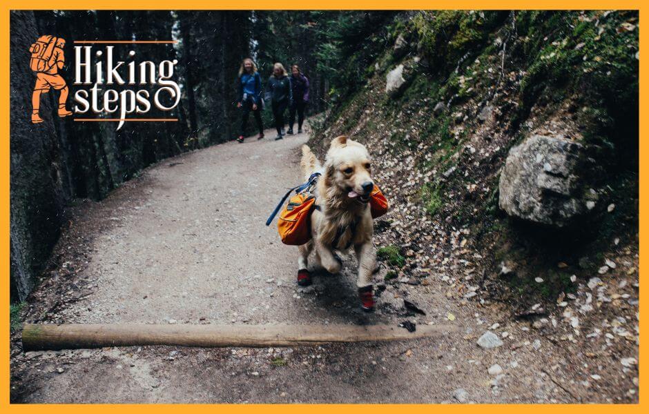 Potential Risk Of Wearing Hiking Boots For Dogs